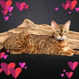 Meet your Posher, Rhonda